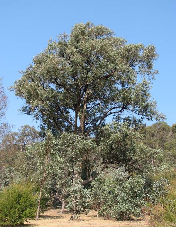 Eucalyptus polyanthemos photo