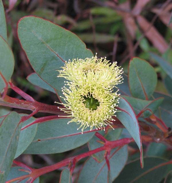 Eucalyptus preissiana var lobata photo