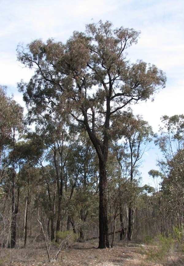 Eucalyptus tricarpa photo