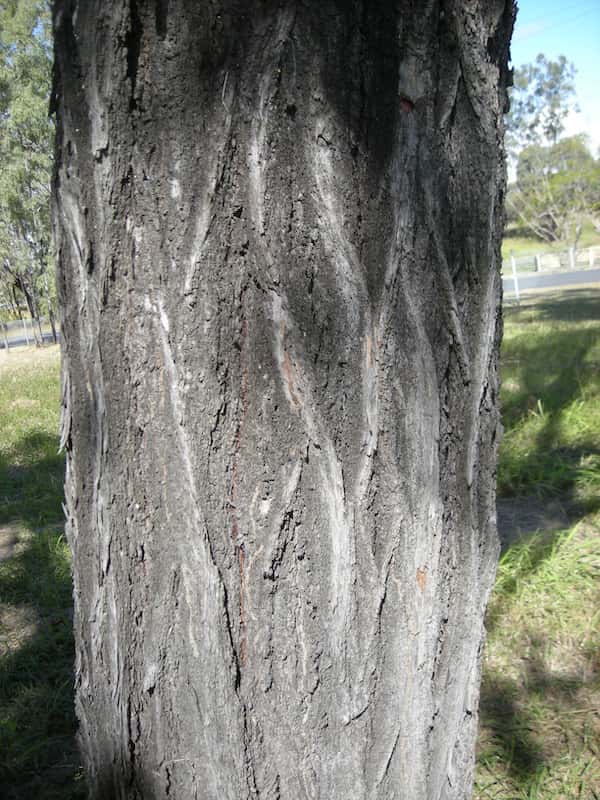 Eucalyptus crebra photo