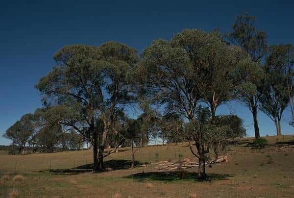 Eucalyptus acaciiformis photo