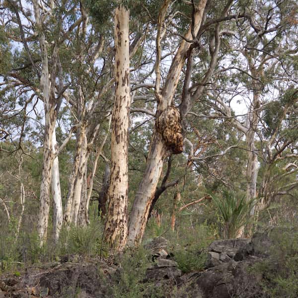 Eucalyptus accedens photo