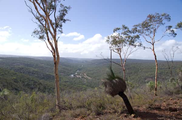 Eucalyptus accedens photo