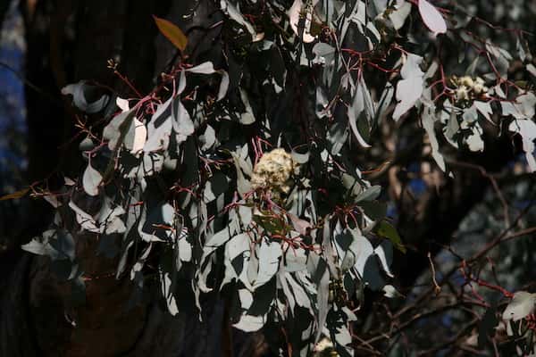 Eucalyptus albens photo