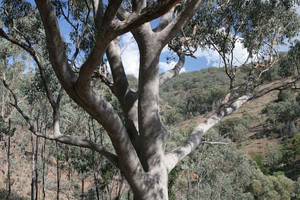 Eucalyptus albens photo