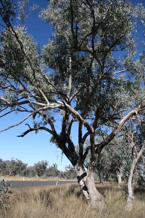 Eucalyptus albens photo