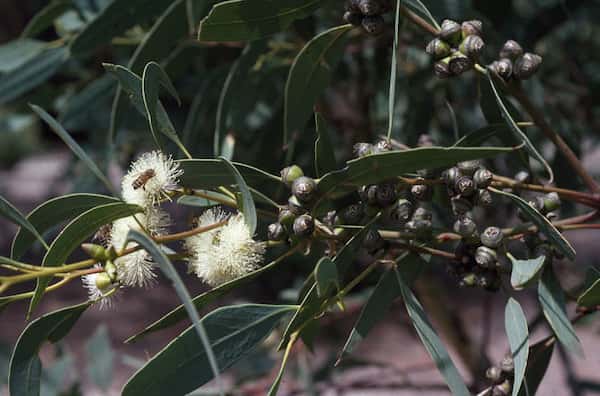 Eucalyptus bancroftii photo