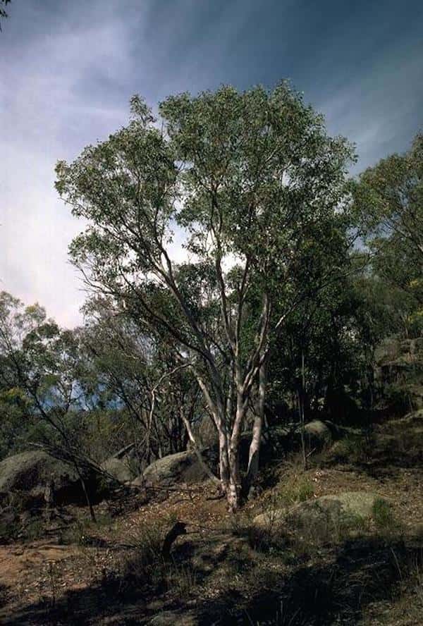 Eucalyptus bancroftii photo