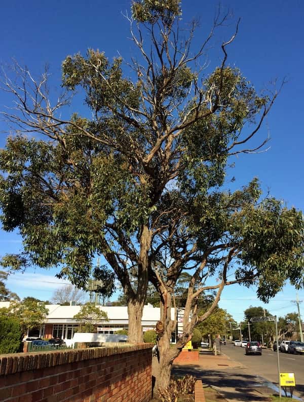 Eucalyptus baxteri photo