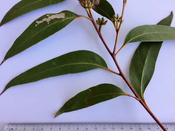 Eucalyptus baxteri photo