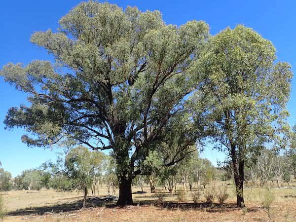 Eucalyptus caleyi photo