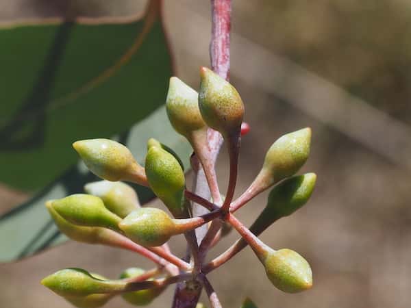 Eucalyptus caleyi photo