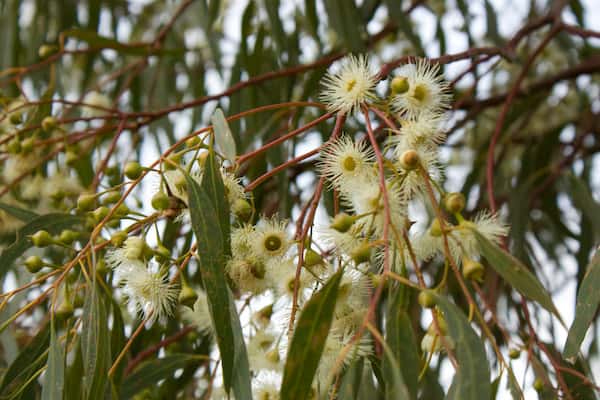 Eucalyptus camaldulensis photo