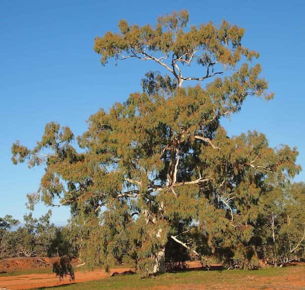 Eucalyptus camaldulensis photo