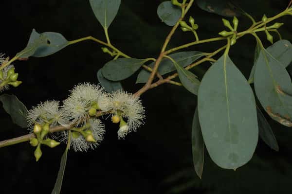 Eucalyptus camphora photo
