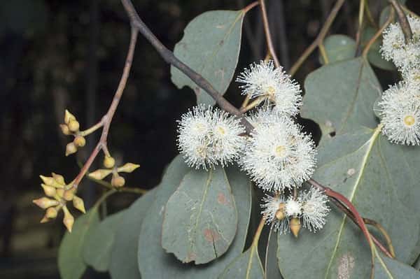 Eucalyptus camphora photo
