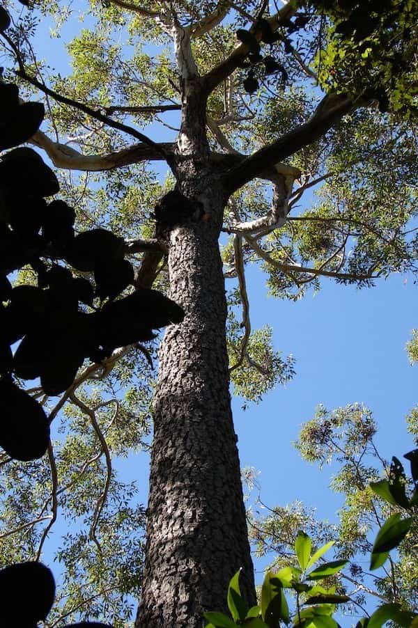 Eucalyptus cloeziana photo