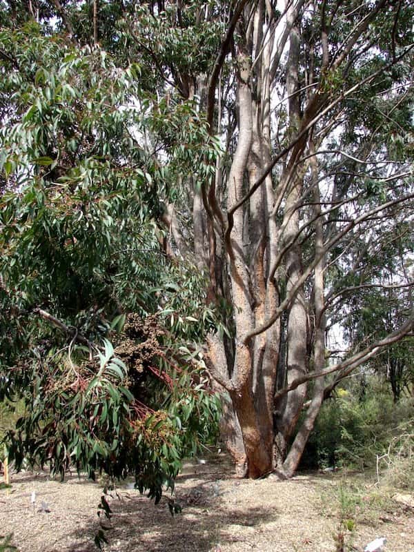 Eucalyptus cloeziana photo