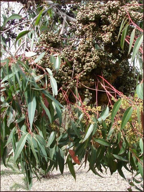 Eucalyptus cloeziana photo