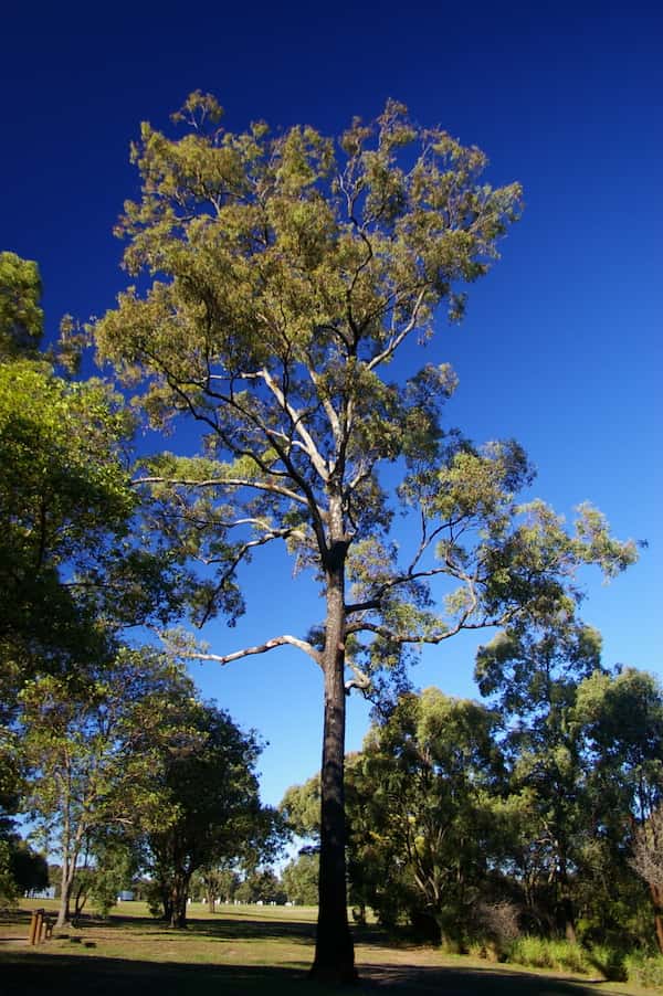 Eucalyptus crebra photo