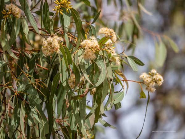 Eucalyptus crebra photo
