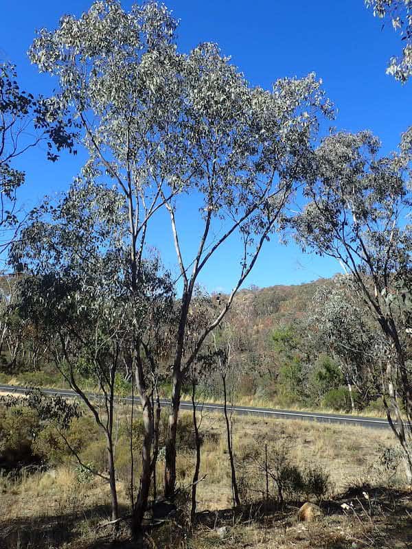 Eucalyptus dealbata photo