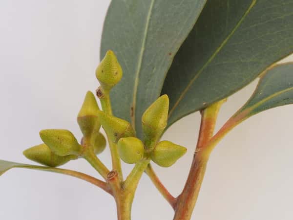 Eucalyptus dealbata photo