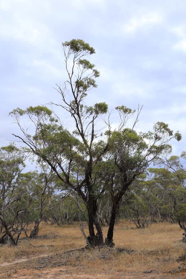 Eucalyptus dumosa photo
