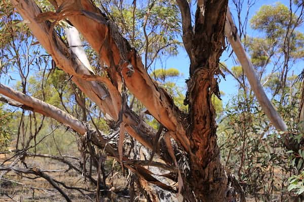 Eucalyptus dumosa photo