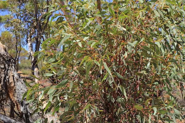 Eucalyptus dumosa photo