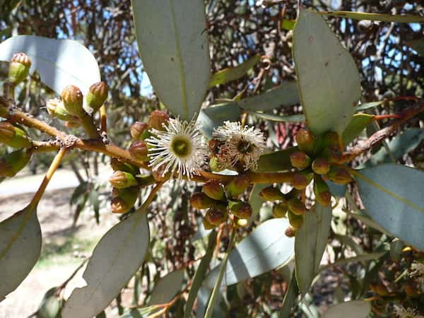 Eucalyptus dumosa photo