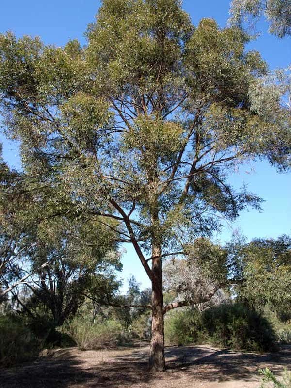 Eucalyptus eugenioides photo
