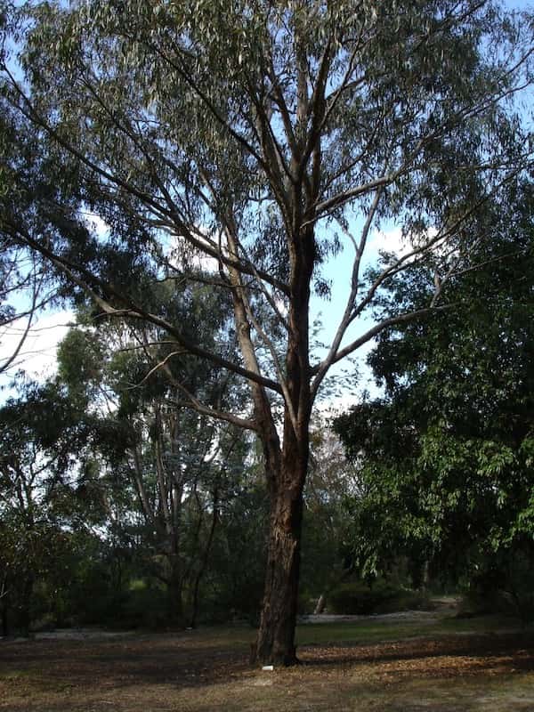 Eucalyptus goniocalyx photo