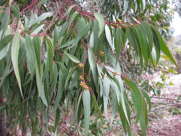 Eucalyptus goniocalyx photo