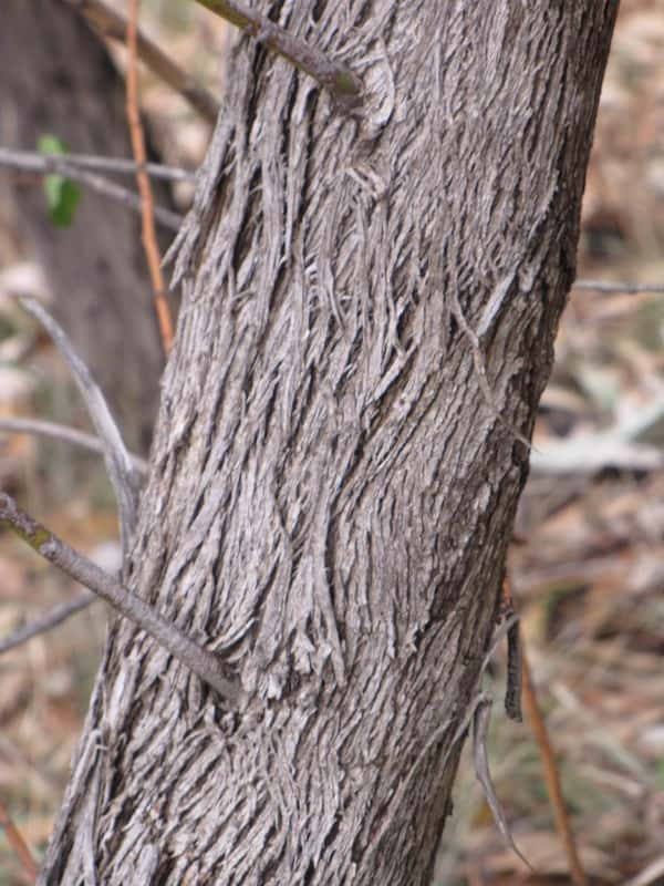 Eucalyptus goniocalyx photo