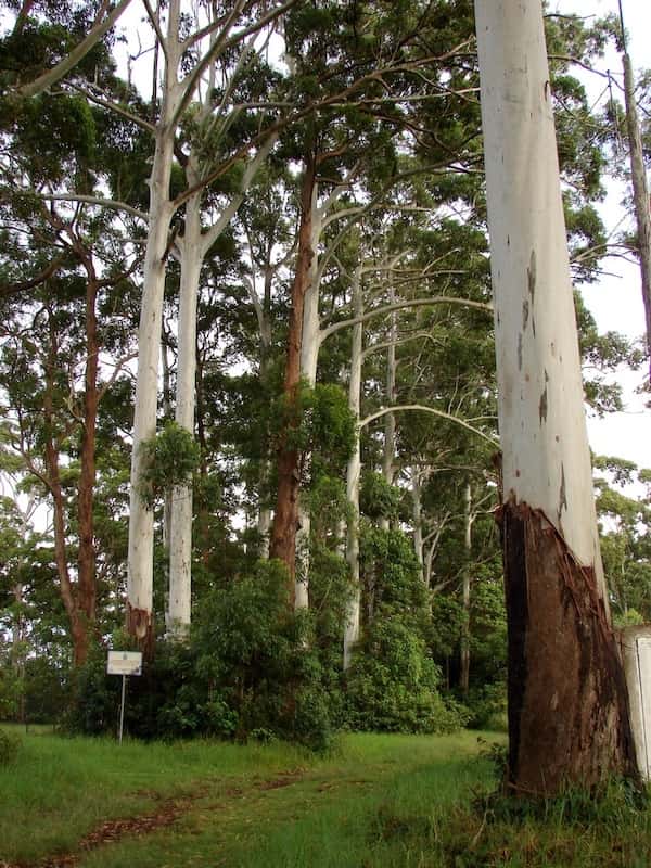 Eucalyptus grandis photo