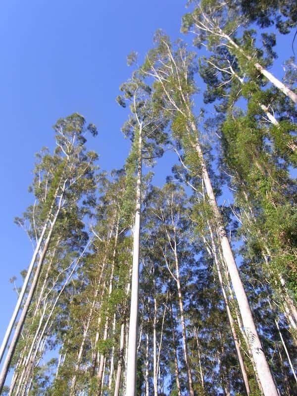 Eucalyptus grandis photo