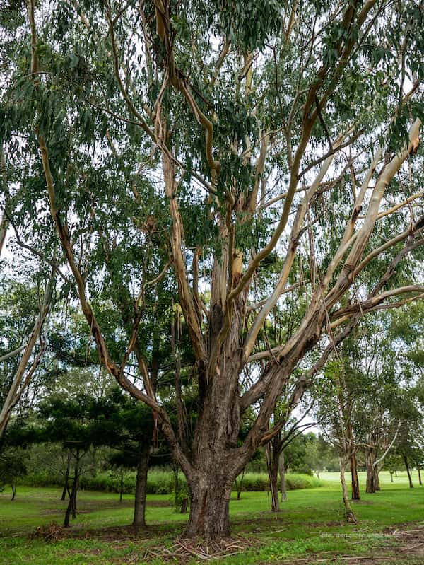 Eucalyptus grandis photo