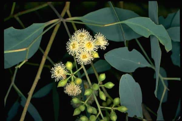 Eucalyptus intertexta photo
