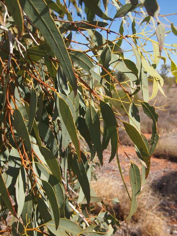 Eucalyptus intertexta photo