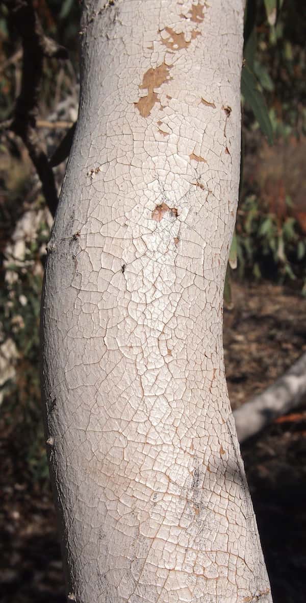 Eucalyptus intertexta photo
