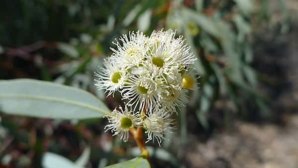Eucalyptus largiflorens photo