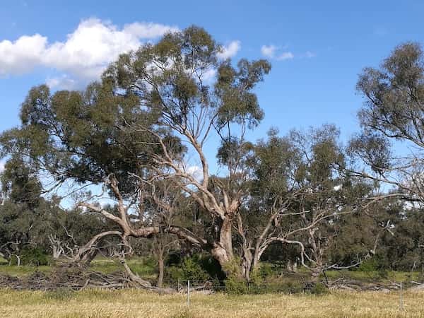 Eucalyptus largiflorens - Black Box