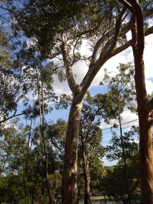 Eucalyptus leucoxylon photo