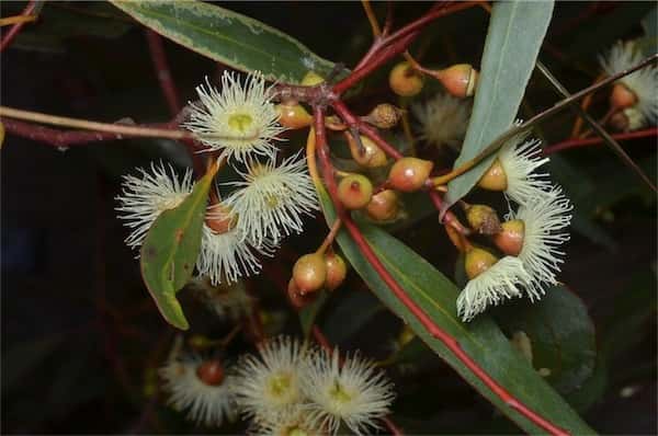 Eucalyptus leucoxylon photo
