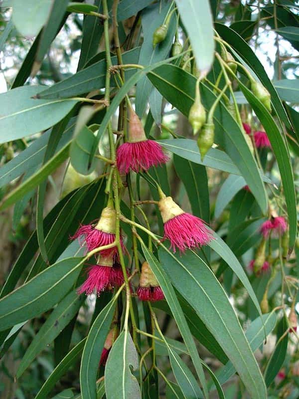 Eucalyptus leucoxylon var Rosea photo
