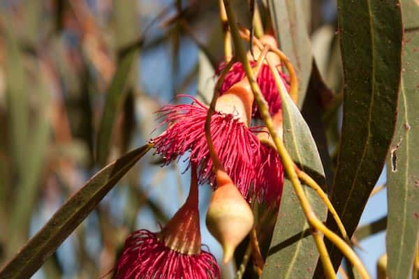 Eucalyptus leucoxylon var Rosea photo