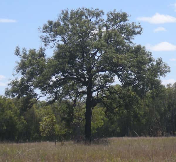 Eucalyptus melanophloia photo