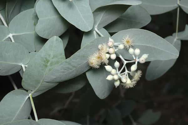 Eucalyptus melanophloia photo