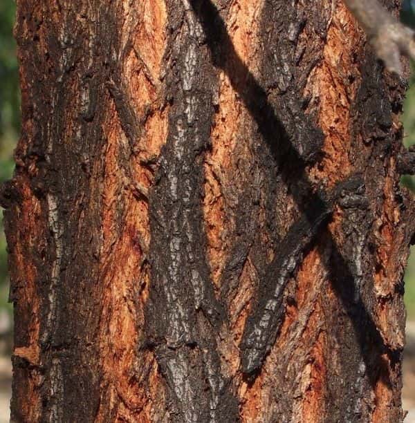 Eucalyptus melanophloia photo